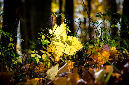 efterår, lys, blad, træ, skov, gyldne efterår, blade