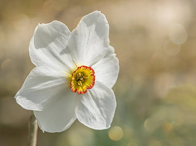 Narcís, jardí, daffodil blanc, dens daffodil, flor, flor, primavera
