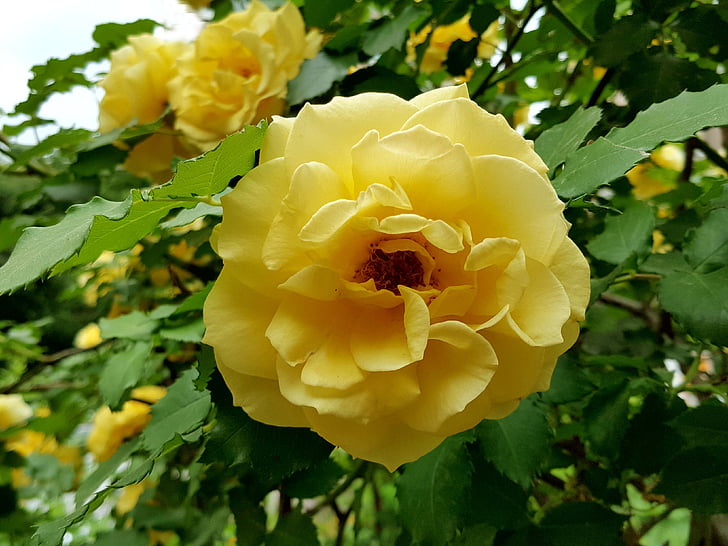 roses grogues, bonica, Rosa, natura, Rosa - flor, pètal, planta