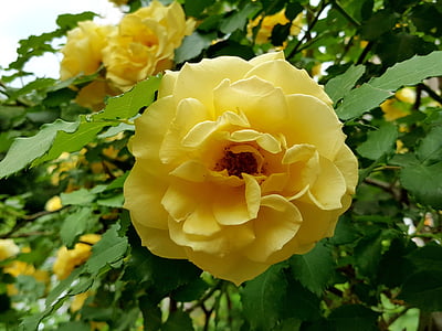 gele rozen, mooie, steeg, natuur, roos - bloem, Petal, plant