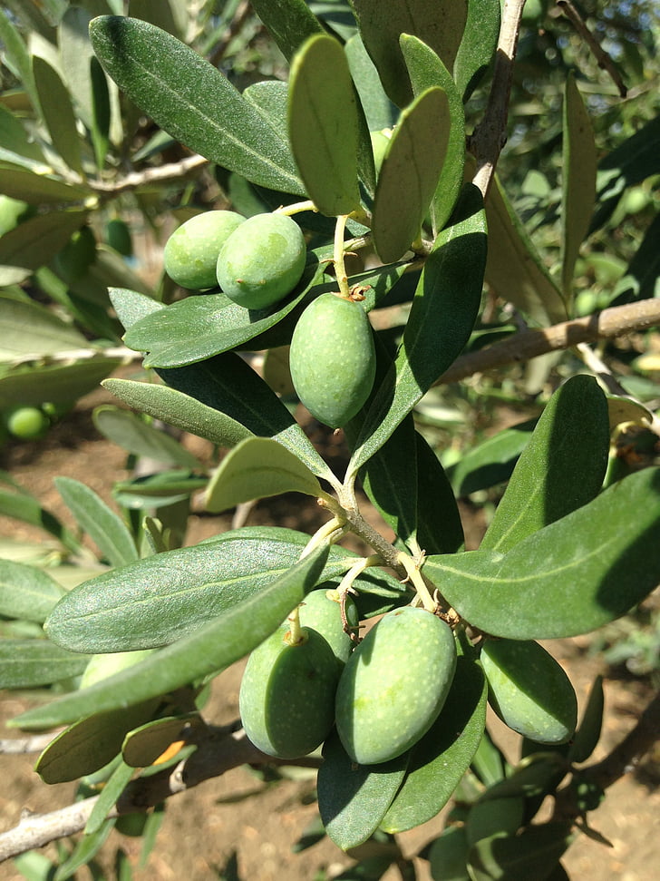 oliwki, drzewo oliwne, Sycylia, oelfrucht, Olive branch, roślina, Natura