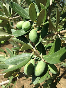 olivy, Olivovník, Sicílie, oelfrucht, Olivová ratolest, závod, Příroda