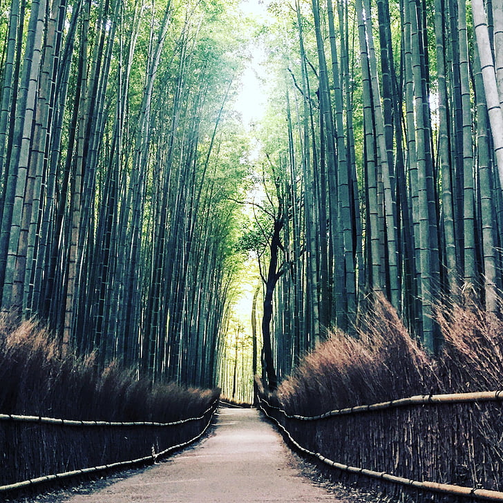 natur, bambus, rejse, eventyr, pathway, grøn, blade