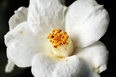 camélia, fleur de Camellia, blanc, nature, Blossom, Bloom, fleur