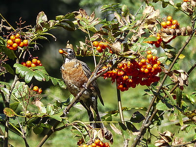 eating, red robin, bird, feathered, rowan berries, tree, forest