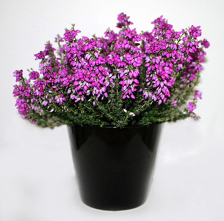 heather, flower, purple, plant, flowers, pink, potted plant
