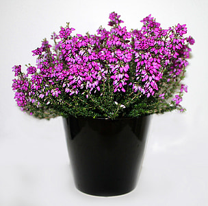 Heather, bunga, ungu, tanaman, bunga, merah muda, tanaman pot