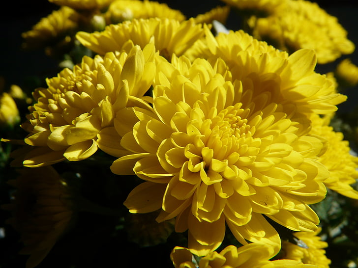 Puutarha krysanteemi, Chrysanthemum grandifloraum, Dendranthema grandiflorum, krysanteemi, Koristekasvi, kukka, Bloom