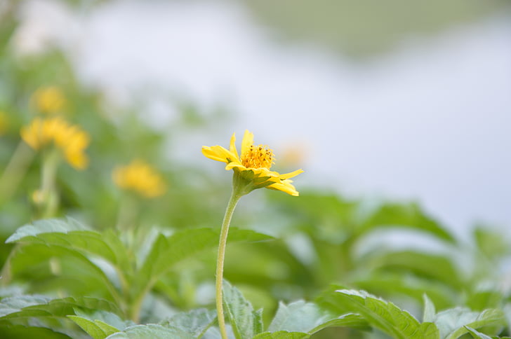 άγρια λουλούδια, qingxinziran, κίτρινα αγριολούλουδα, ανθοφορίας, Κήπος, το καλοκαίρι, άνοιξη