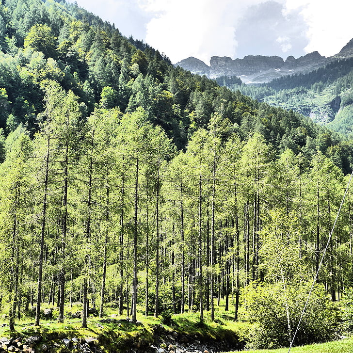 Alouette, Forest, Tessin, arbres, vert, Suisse