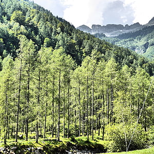 Skowronek, lasu, Ticino, drzewa, zielony, Szwajcaria