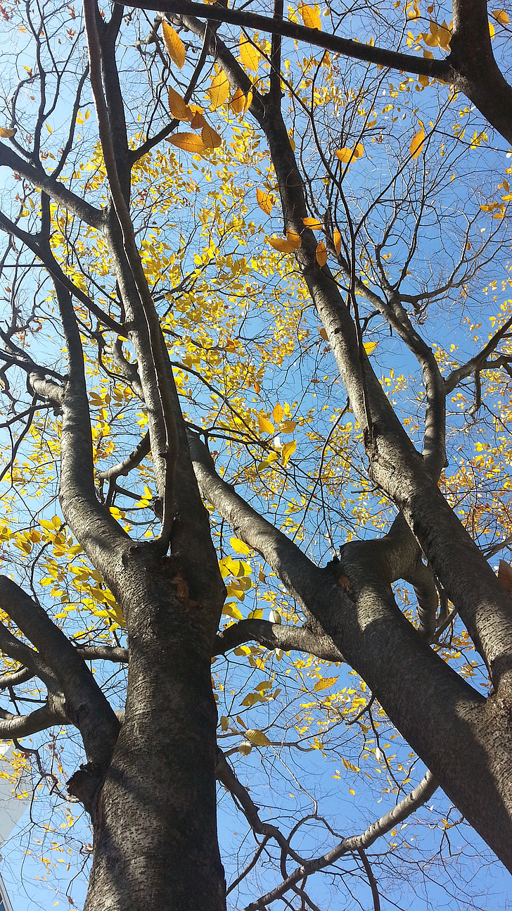drevo, jeseň, Príroda, Leaf, listy