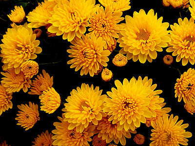 chrysanthèmes, fleurs, jaune, automne, fleur, nature, plantes