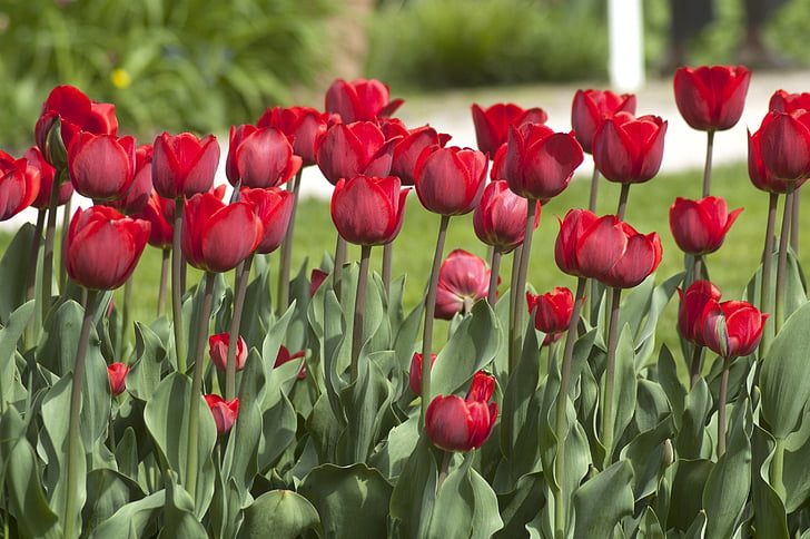 Tulipa, flor, vermelho, folha, Primavera de tulipa, Primavera, pétala