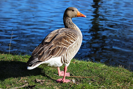 duck, animal, river, away, pond, water, water bird
