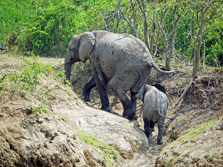 elefant, Uganda, oppover, klatre, dyr, Baby, unge