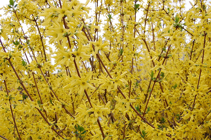 żółty, miotła, Bloom, Bush, roślina