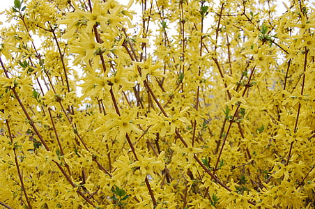 Κίτρινο, σκούπα, άνθιση, ο Μπους, φυτό