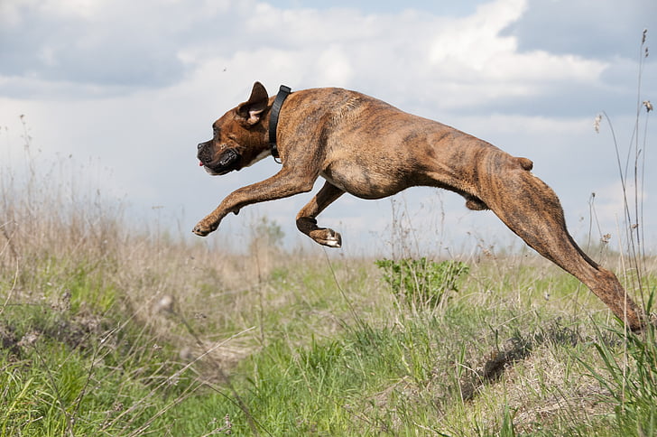 jump, dog, running, spacer, animal, brown, lonely