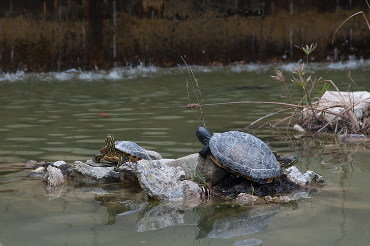 djur, sköldpaddor, Turtle pond