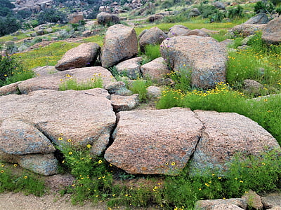 pink granite, wild flowers, enchanted rock texas, nature, rock - Object, outdoors
