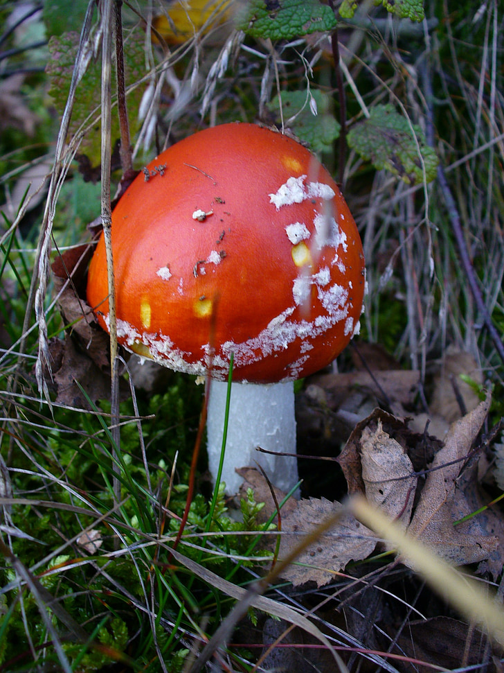 fly agaric, toxic, nature, forest, red, point, amanita muscaria