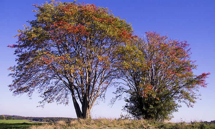 Grove van bomen, herfst, Kleur, -geel-rood, hemel, schilderachtige, rest