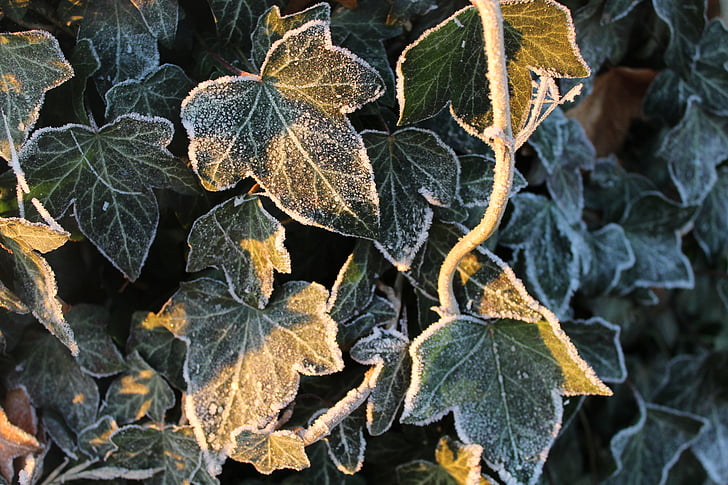 ivy, frozen, winter, nature, frost, ivy leaf, cold