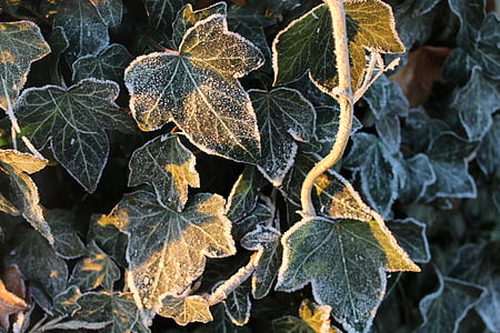 아이비, 냉동, 겨울, 자연, 프 로스트, 담 쟁이 잎, 감기