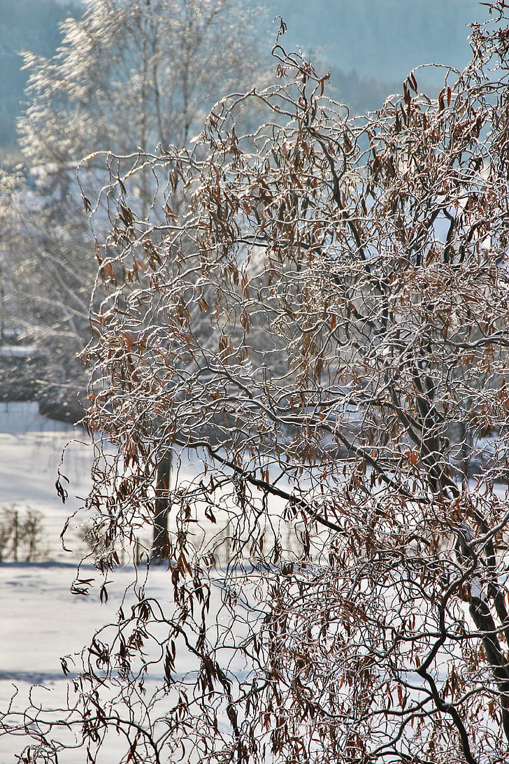 besneeuwde weiden, winterse, sneeuw, ijs en sneeuw, Willow tree, takken, wit