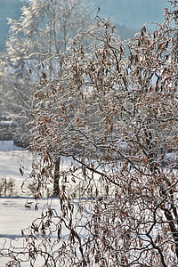 snöiga betesmark, vintrig, snö, is och snö, Willow tree, grenar, vit
