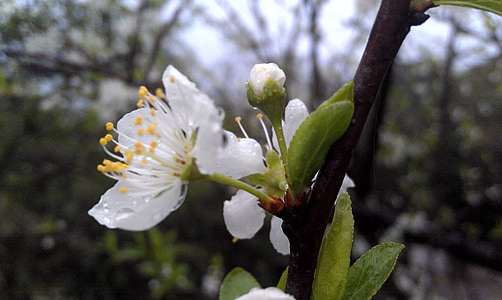 the peach blossom, peach blossom, flower, plant
