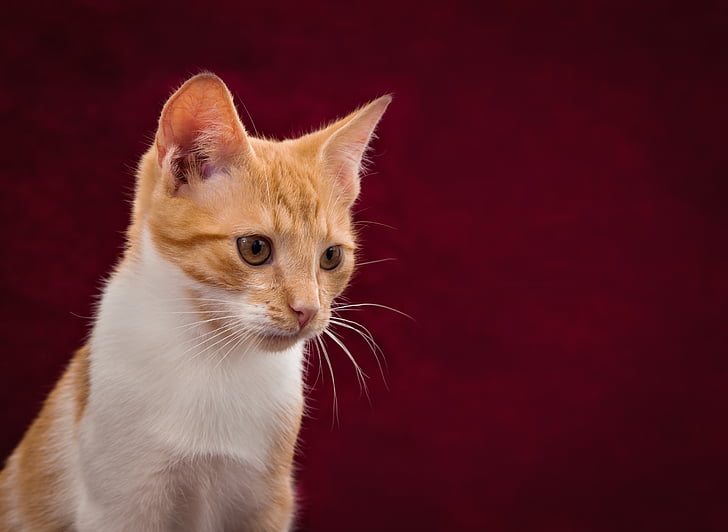 котка, фоново изображение, Сладък, червен, бяло, домашен любимец, коте