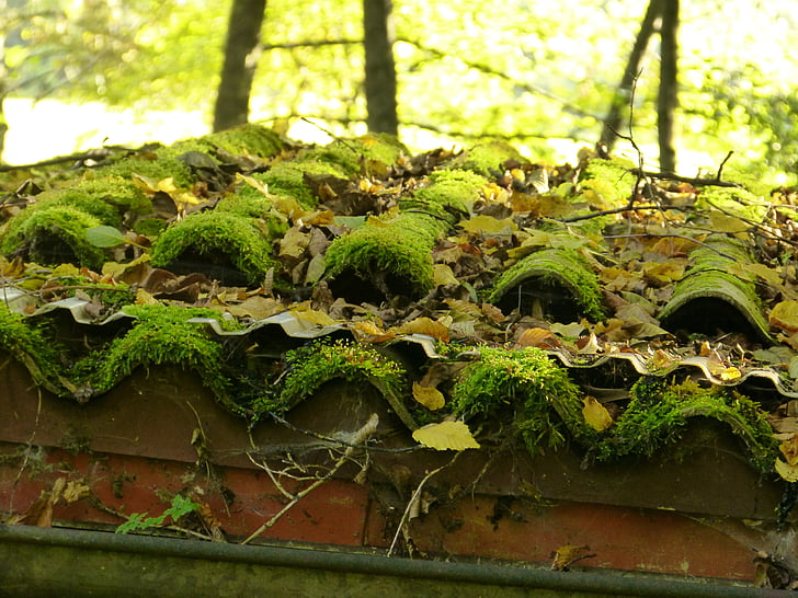 roof, moss, roofing tiles, old, home, green