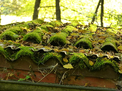 roof, moss, roofing tiles, old, home, green