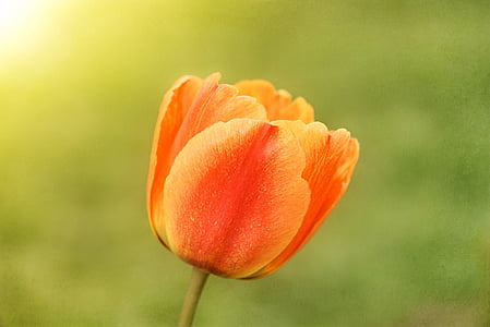 Tulip, blomma, vårblomma, Schnittblume, våren, trädgård, Blossom