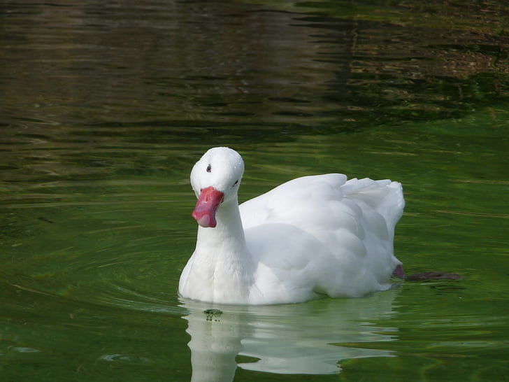 swan, water, white, green, water bird, feather