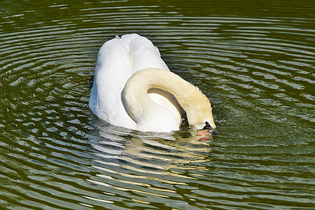 Swan, pasăre, pasăre de apă, animale, alb, schwimmvogel, Lacul