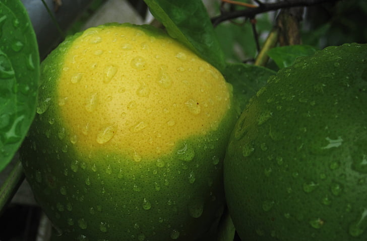 zrelé nastávajúcej pomaranče, dozrievanie, zelená žltá, ovocie, nezrelé pomaranče, dažďová kvapka, Zelená