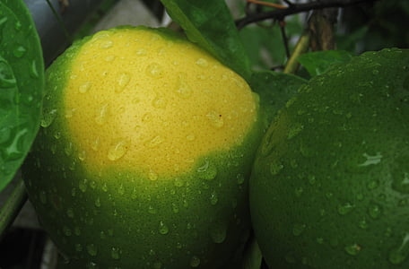 mature expectant oranges, maturation, green yellow, fruit, unripe oranges, raindrop, green