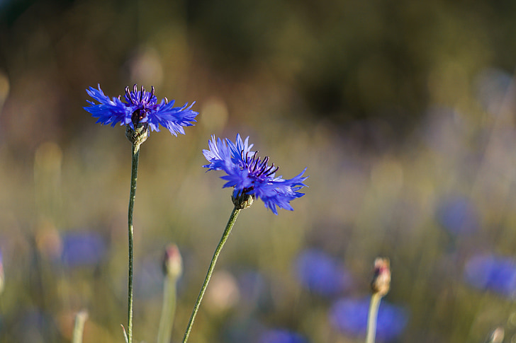 цветя, синьо, ливада, метличина, Centaurea, диви цветя, лято