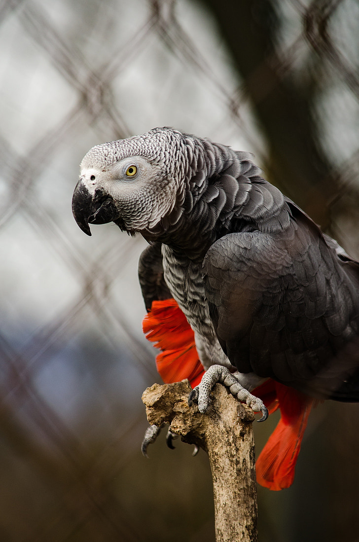african grey parrot, parrot, bird