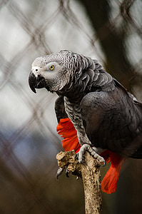 african grey parrot, parrot, bird