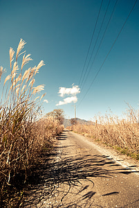road, path, pathway, rural, tall grass, sky, blue