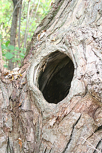 Knothole, gat, boom, nest, oude, hout, natuur
