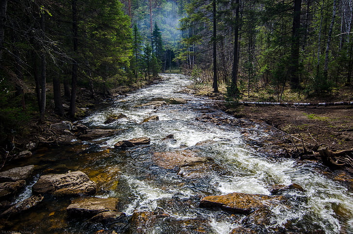 valokuvaus, River, Rocks, Metsä, puu, vesi, kivi kivi