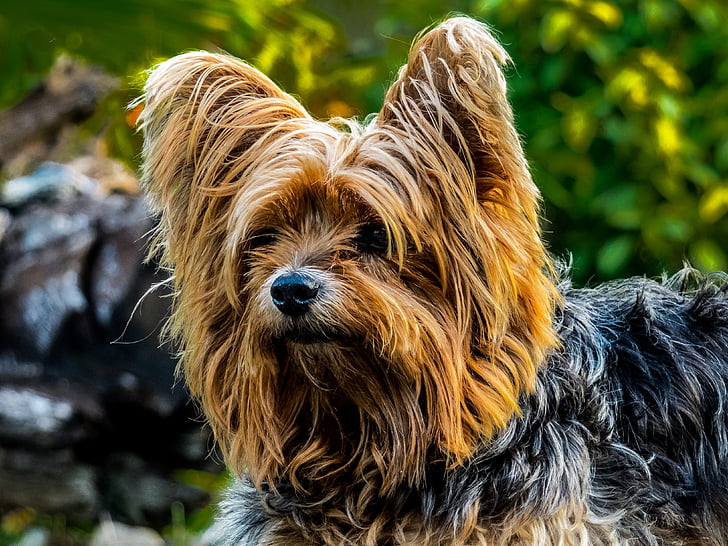 câine, Yorkshire terrier, caine de talie mica