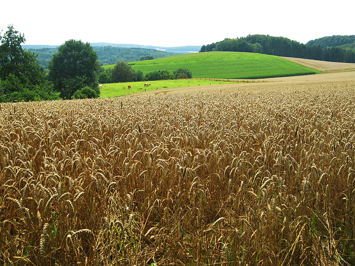 musim panas, melaporkan, bidang, ladang gandum, alam, sepanjang tahun, pegunungan