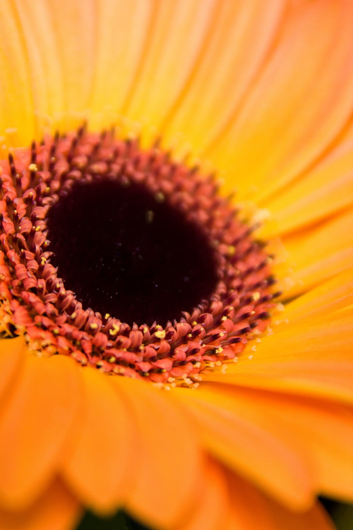 bunga, Orange, Flora, Toko bunga, makro, detail