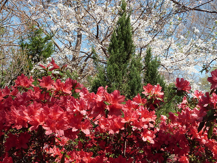 Azalea, merah, mekar, musim semi, bunga, alam, Dogwood